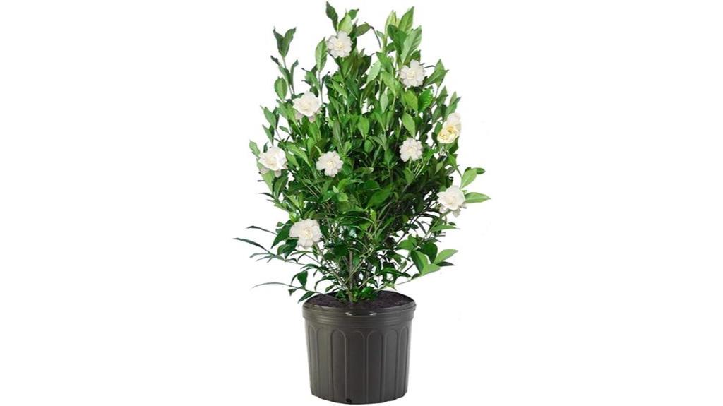august beauty gardenia shrub