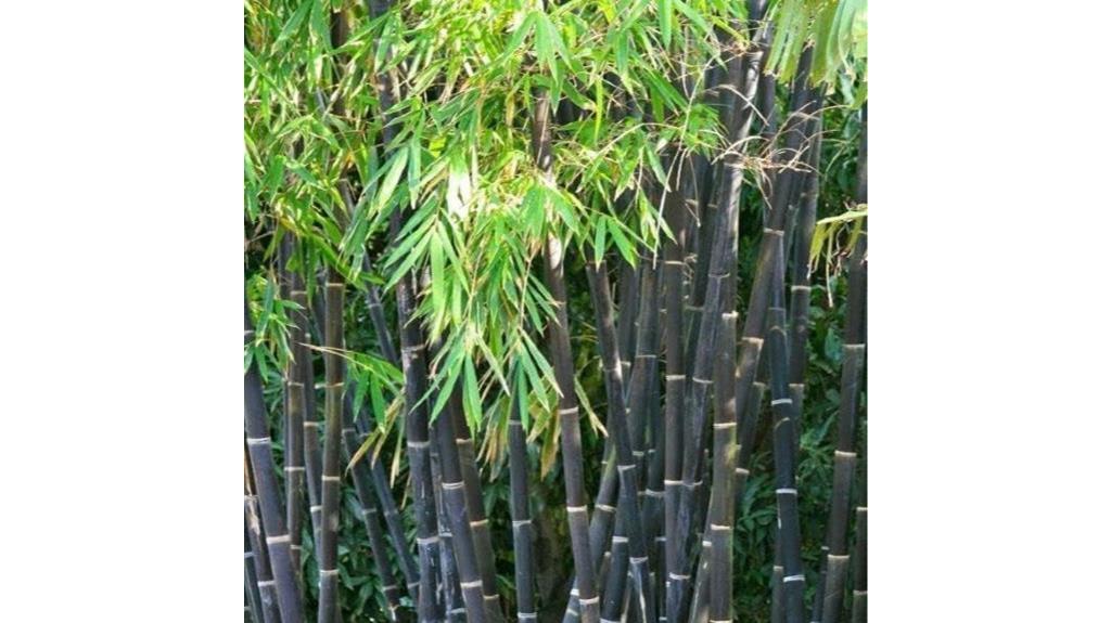 black bamboo planting seeds