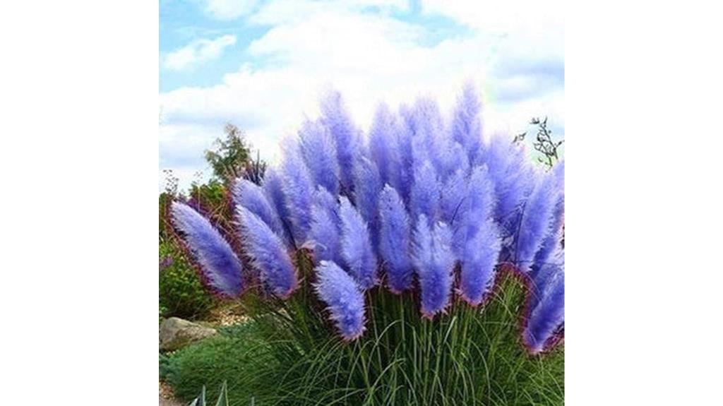 blue pampas grass seeds