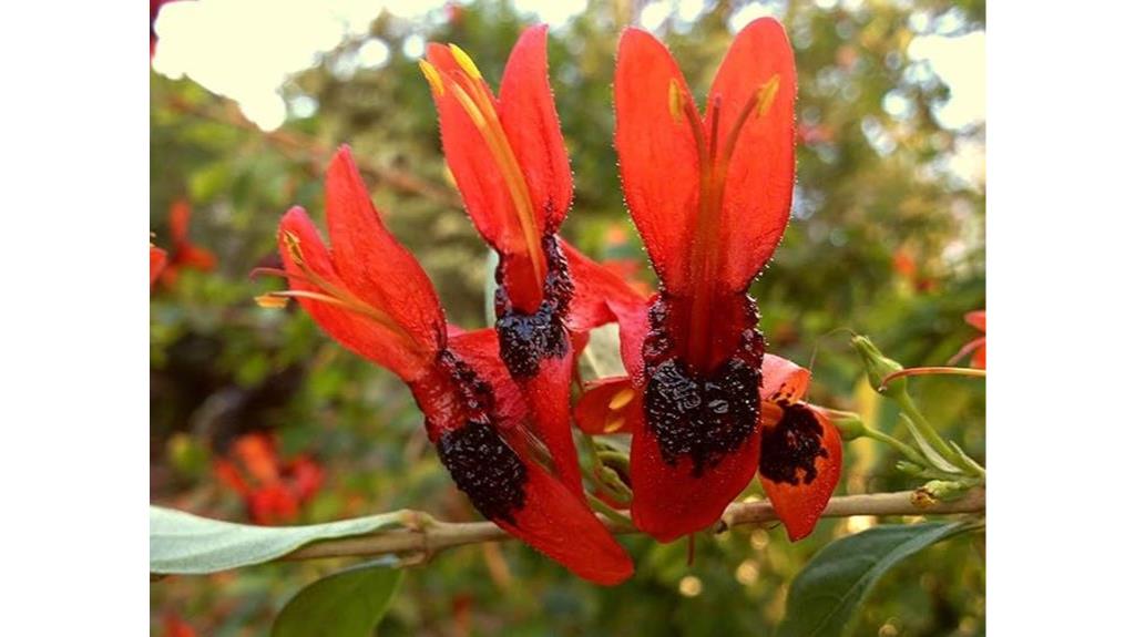 exotic hummingbird bush plant