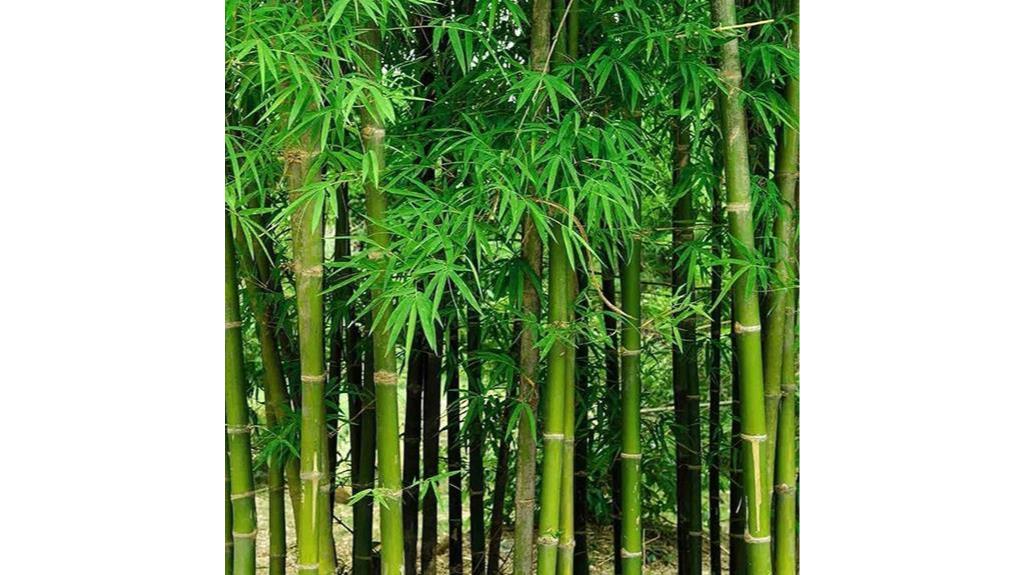 fresh giant bamboo seeds