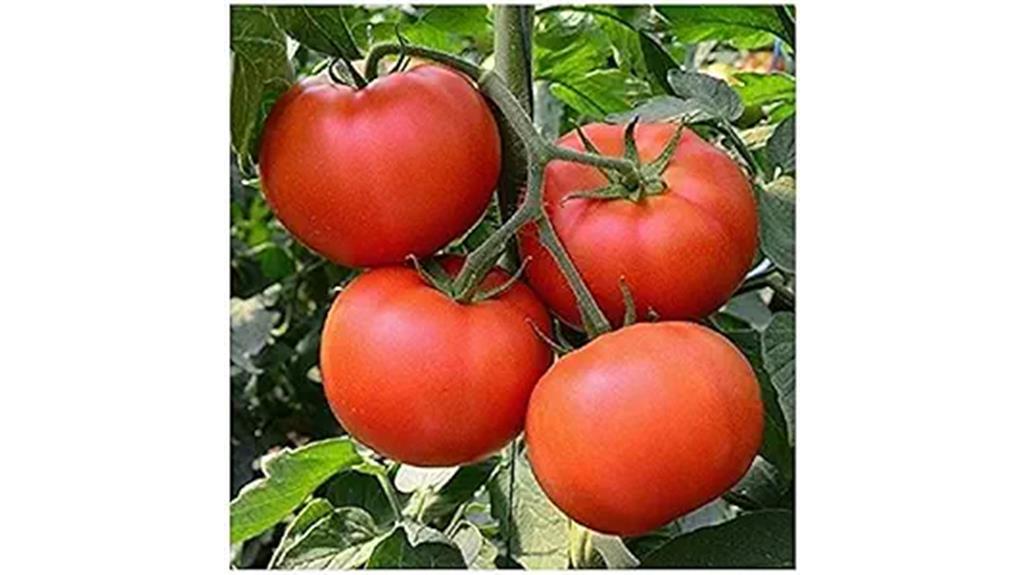 heirloom tomato seeds non gmo