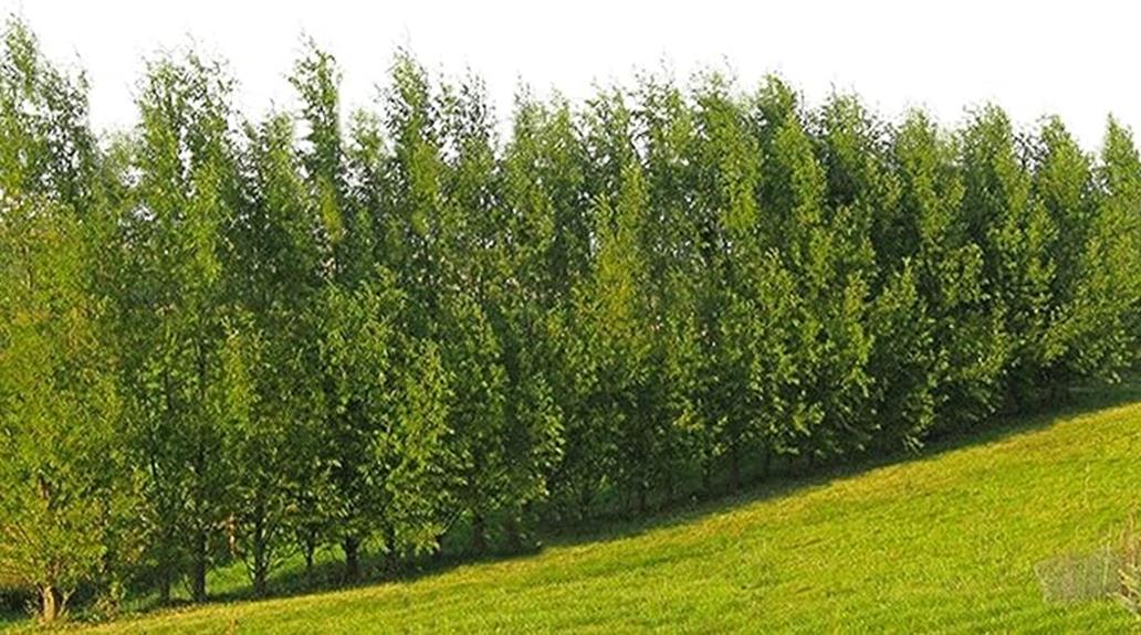 hybrid willow for landscaping