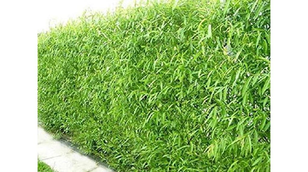 hybrid willow rapid growth