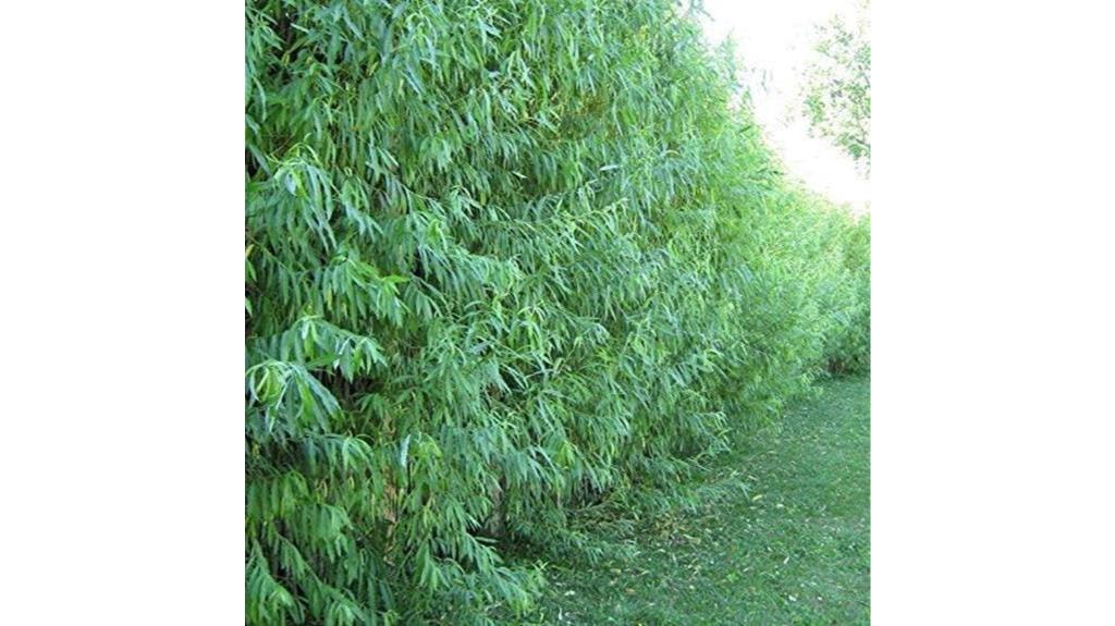 hybrid willows for landscaping