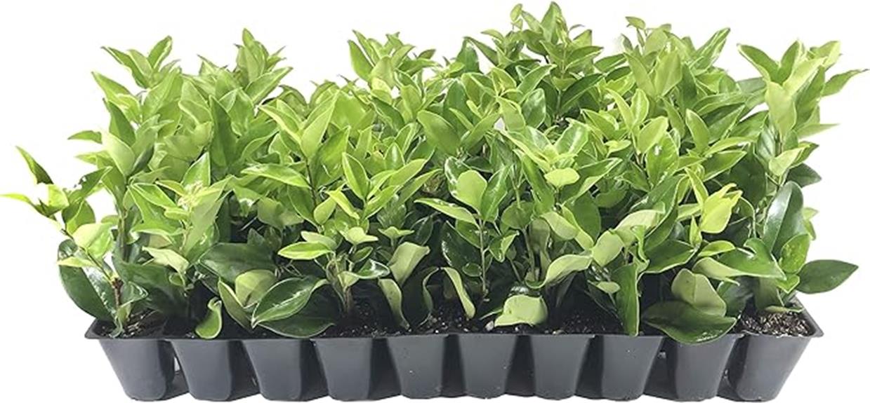 ligustrum waxleaf privet plants