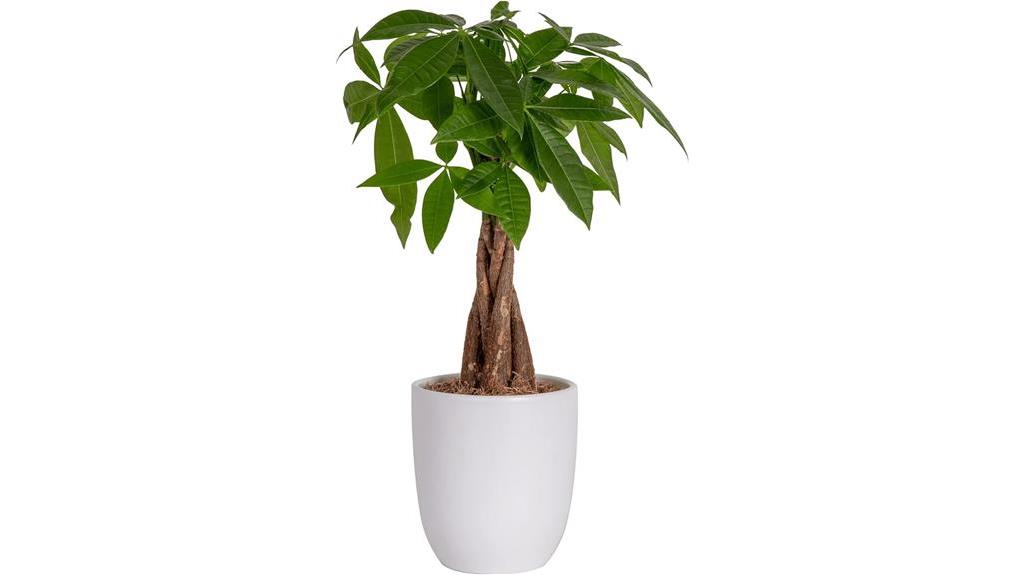 money tree in ceramic