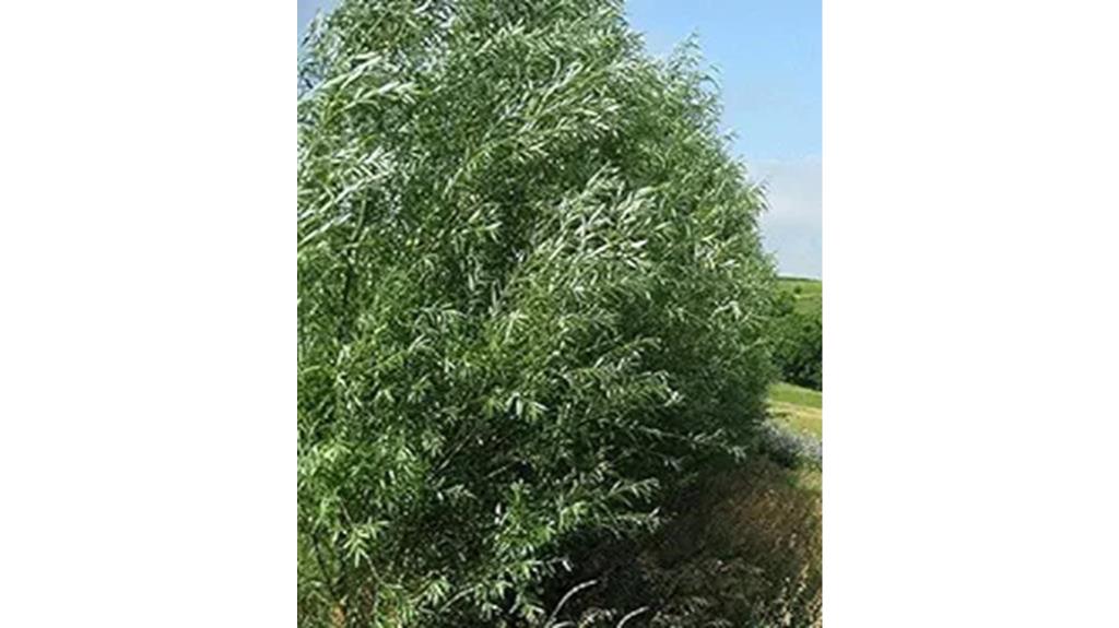 privacy with hybrid willows