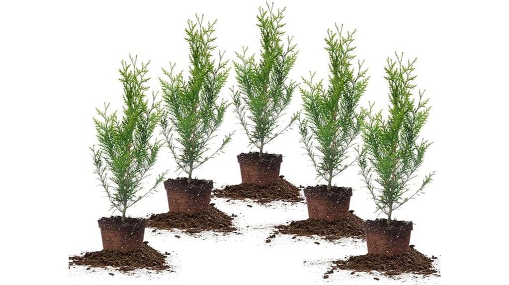 thuja green giant bundle