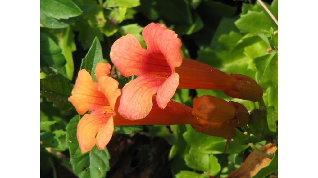 vibrant hummingbird vine seeds