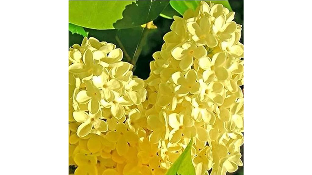 yellow lilac bush seeds