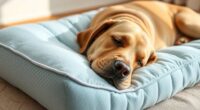top dog orthopedic pillow selection